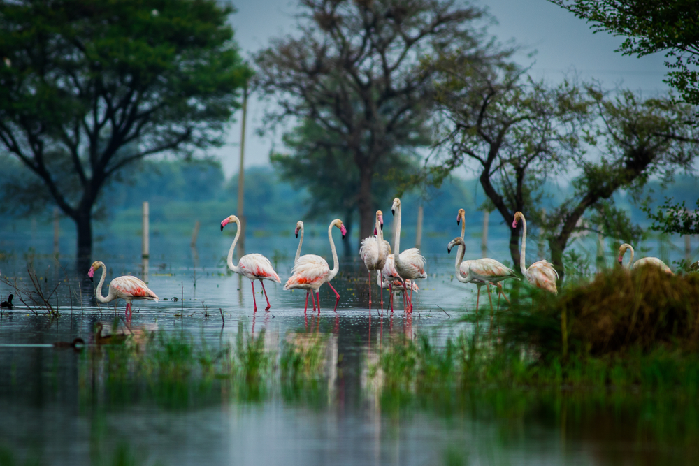 Bharatpur