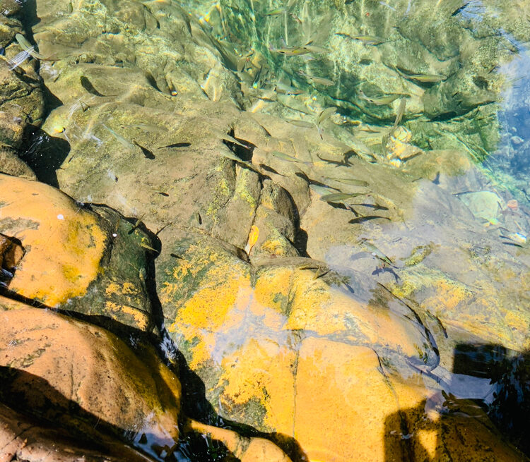 Ubbalamadugu Falls