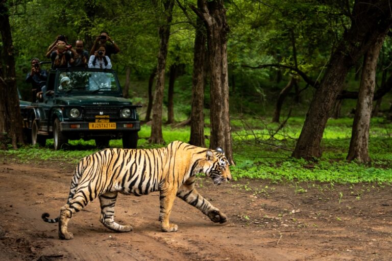 Top 5 Tiger Reserves in India