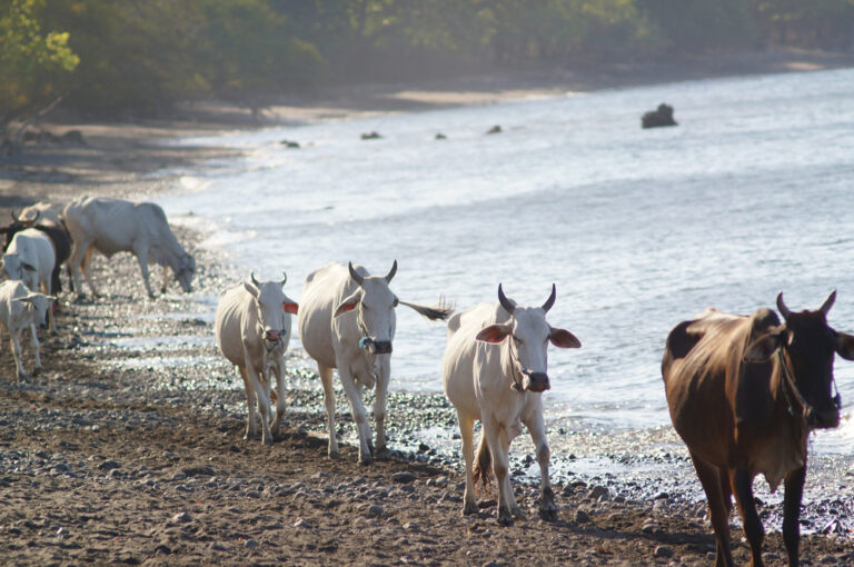 Things to Do in Ongole Andhra Pradesh | AbhiBus Travel Blog