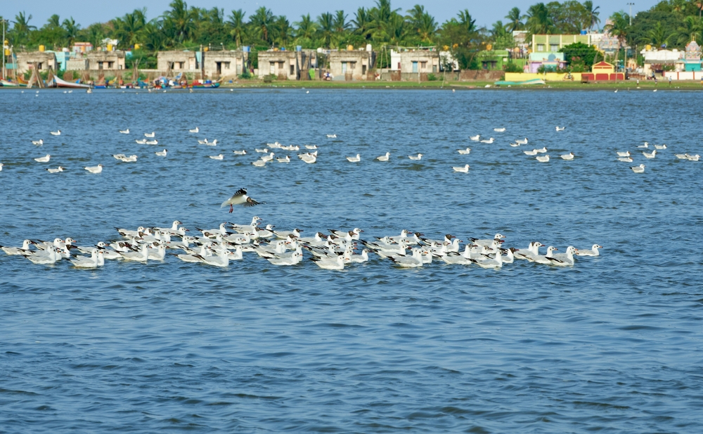 Pulicat Lake