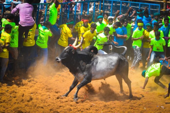 Jallikattu Festival 2024